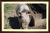 Schwein „Oskar“